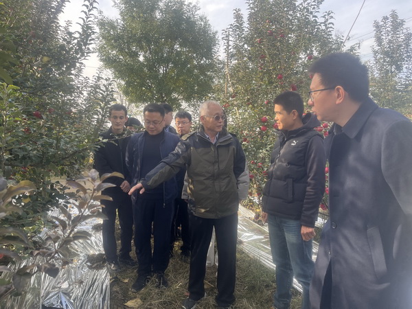 在宋家庄高接换头苹果示范园调研1.jpg